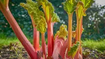 Rhubarb - Mundane and Magical by Heather