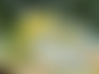 Elder flower Recipes by Sue Perryman