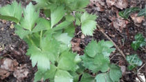 Lovage by Heather