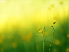 Glowing buttercups by Heather