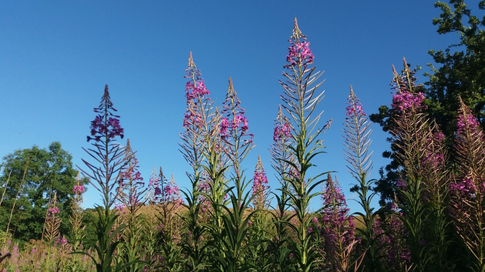 Rosebay Willowherb by Heather