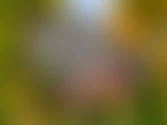 5715_AlainOLIVIER.jpg