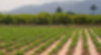 huerta-de-murcia-672x372.jpg
