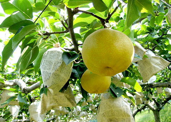 梨狩り Fruit Topia