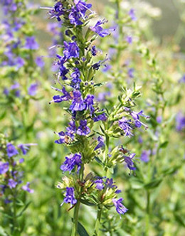 Hyssop.jpg