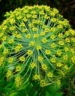 Galbanum.jpg