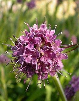 Spikenard.jpg