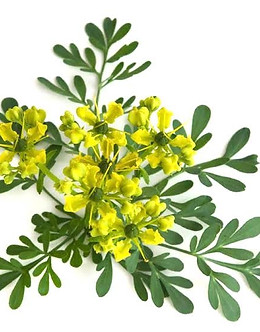 Rue Oil.jpg