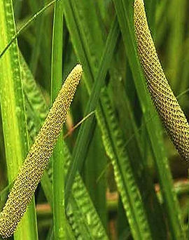 Calamus.jpg