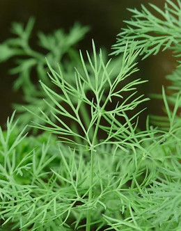Dill.jpg