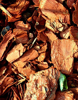 Cedarwood.jpg