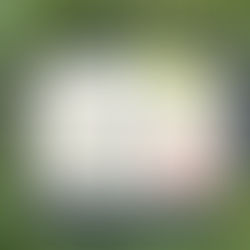 初春のお慶びを申し上げます