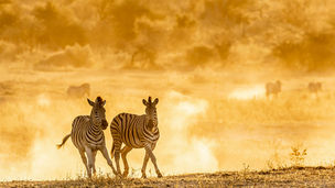 Abenteuer südliches Afrika