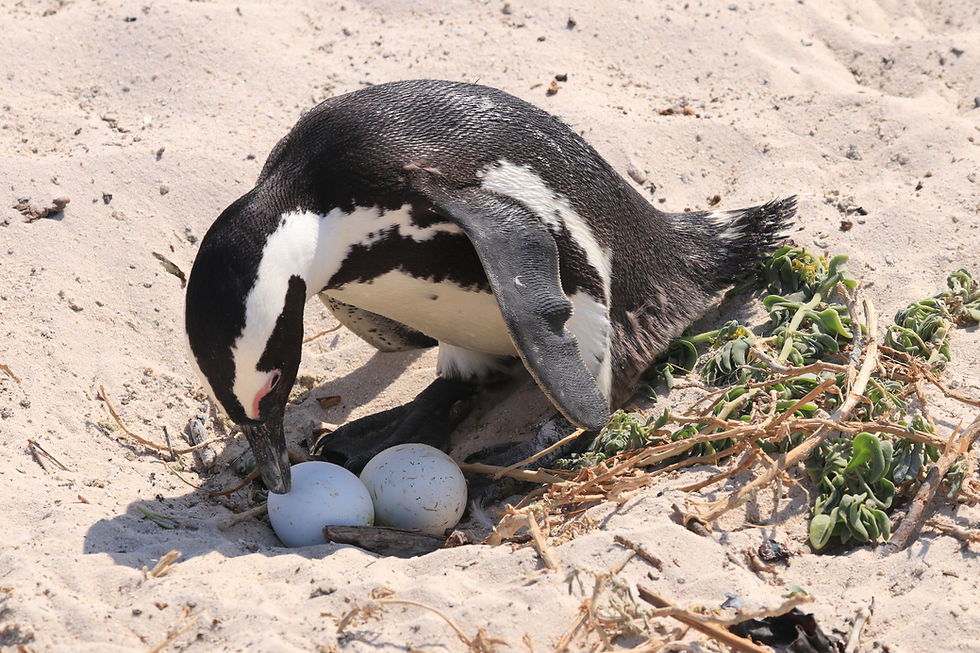 Pinguin Südafrika