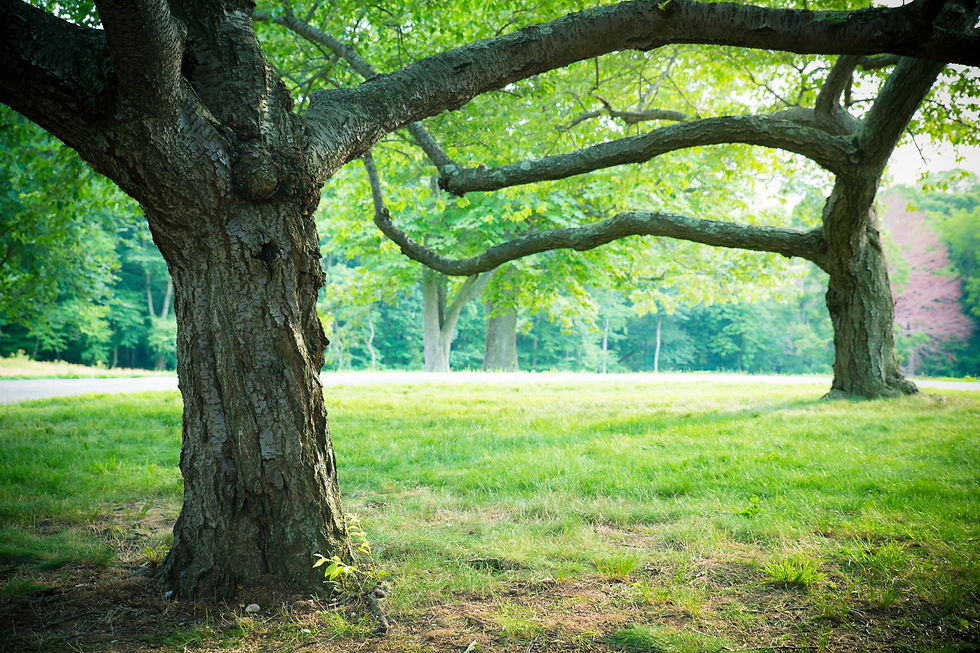 tree connected.jpeg
