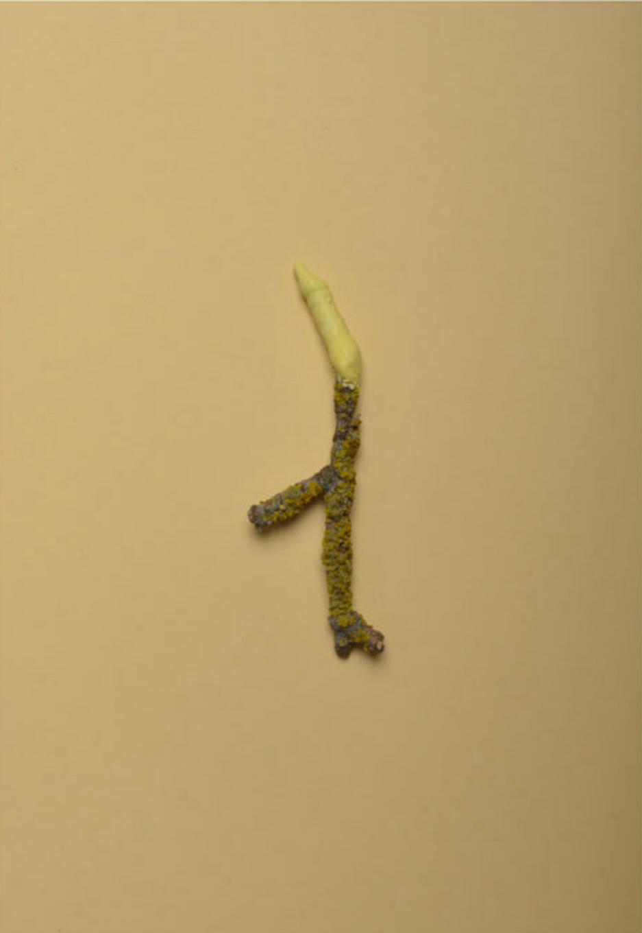 COLLECTING COLORS FROM THE WOODS