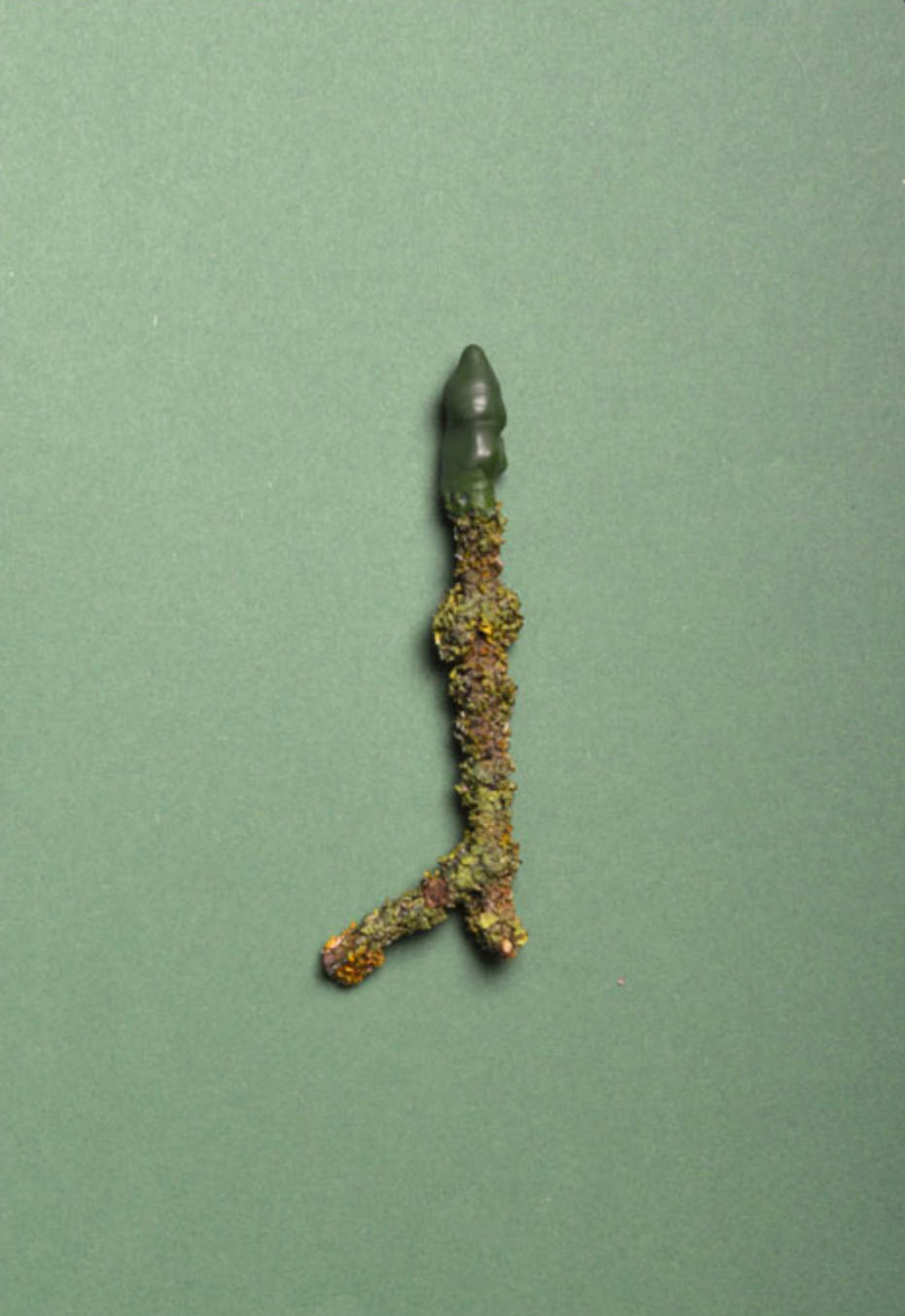 COLLECTING COLORS FROM THE WOODS