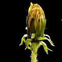 dandelion phases.jpg