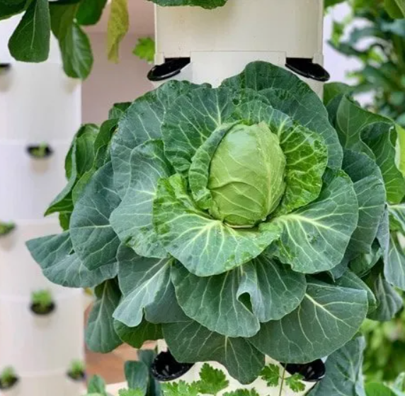 Thumbnail: Hydroponic Tower