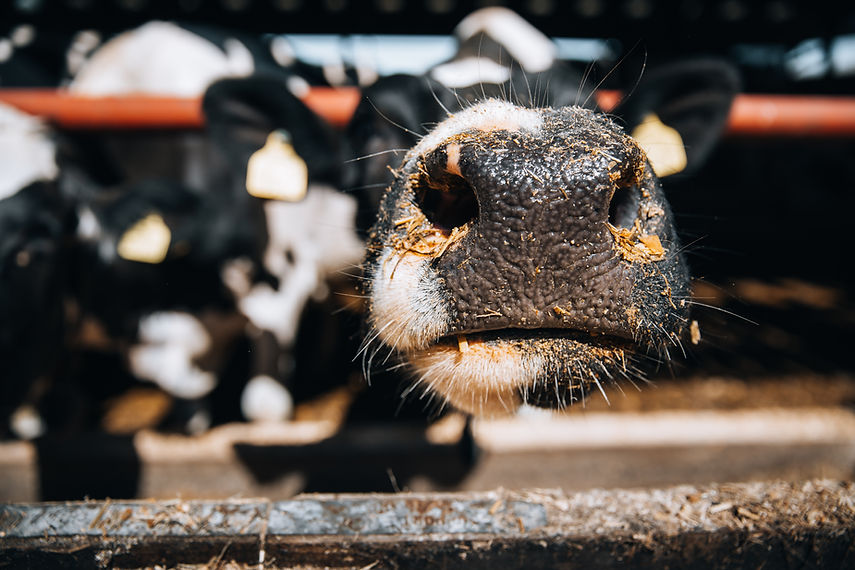 Cows 3.jpg