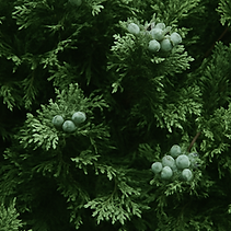 ChatGPT Image 18. Apr. 2025, 13_36_02.png