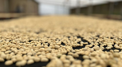 SCA Green Coffee