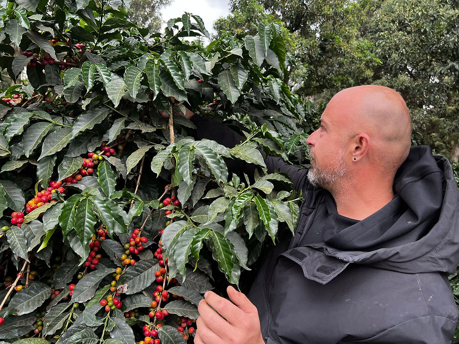 SCA Green Coffee