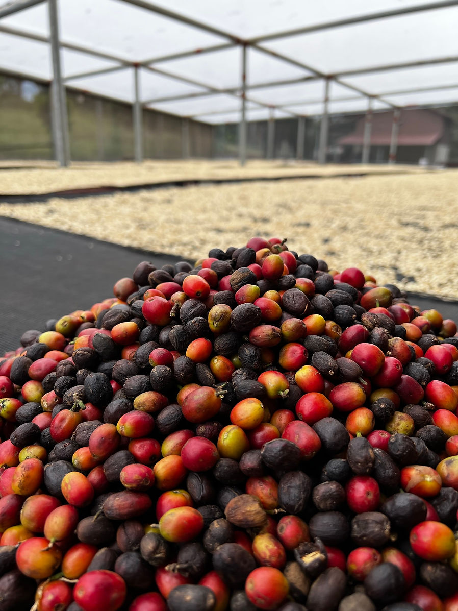 SCA Green Coffee