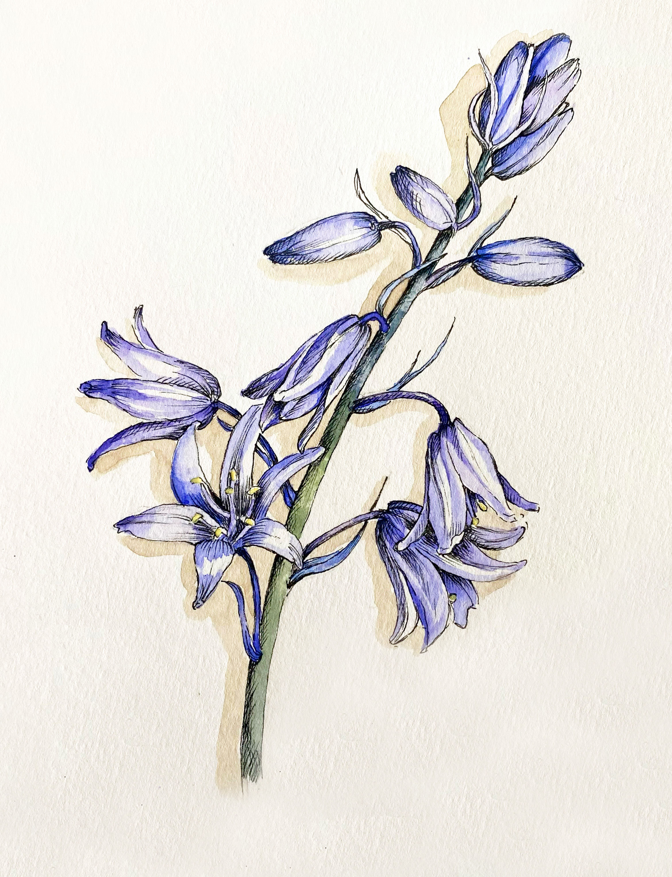 English Bluebell Illustration