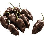 Grupo de ajíes habaneros chocolate sobre fondo negro