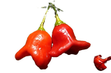 Dos ajíes campanilla rojos sobre fondo negro