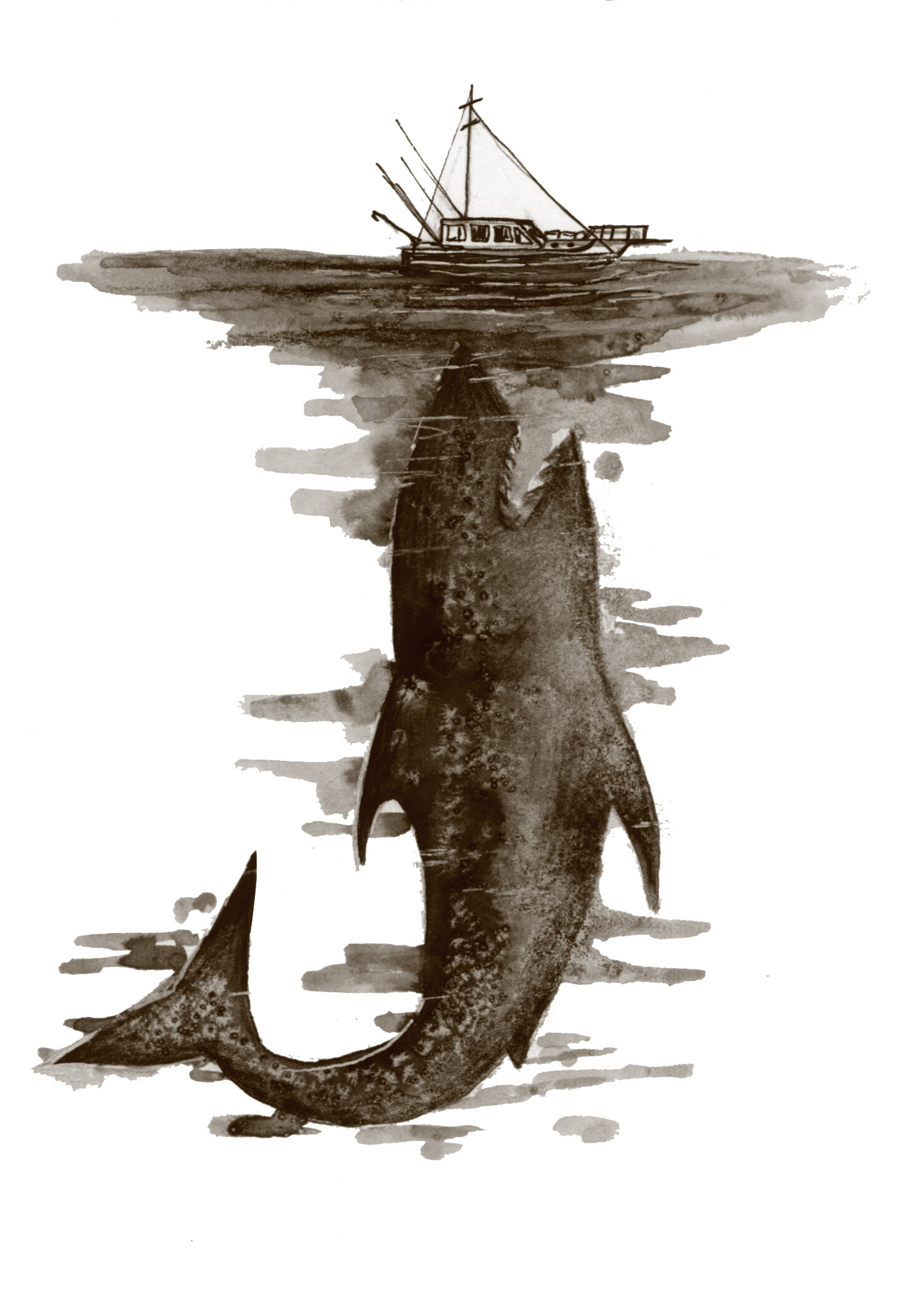 Jaws