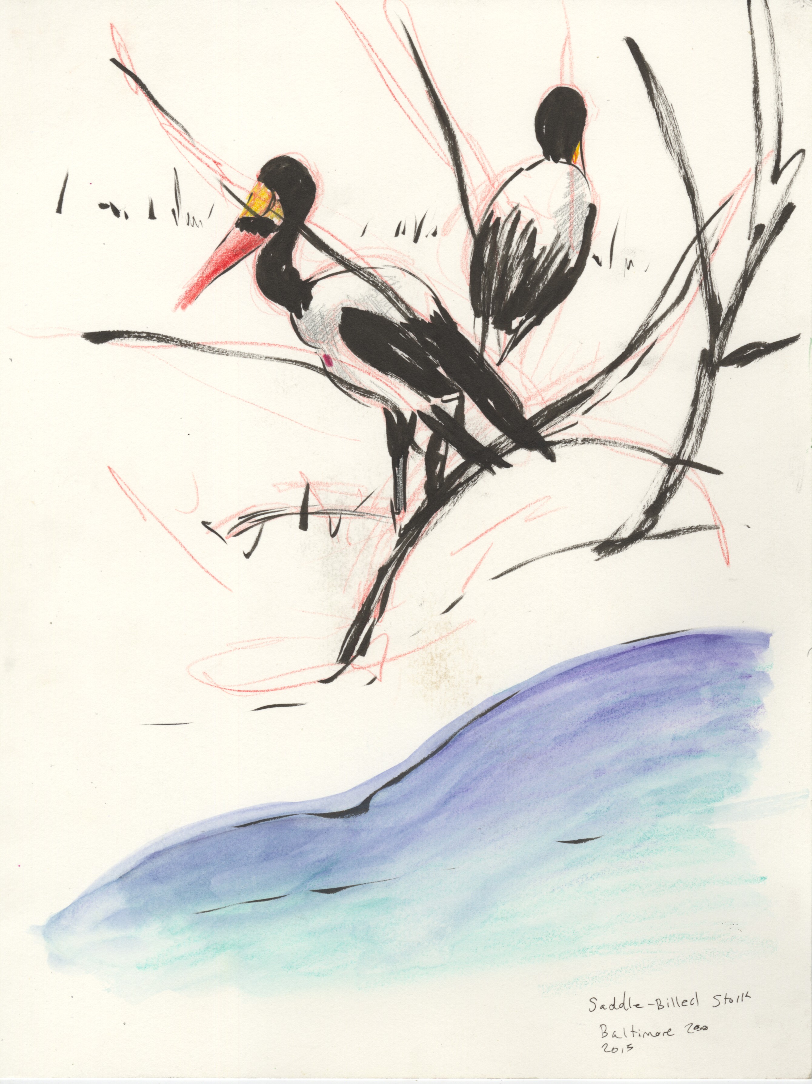 Saddle Billed Storks