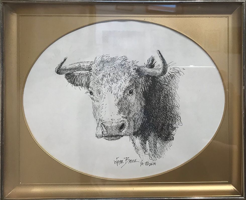 hereford cow pen and ink drawing