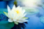 Lotus.jpg