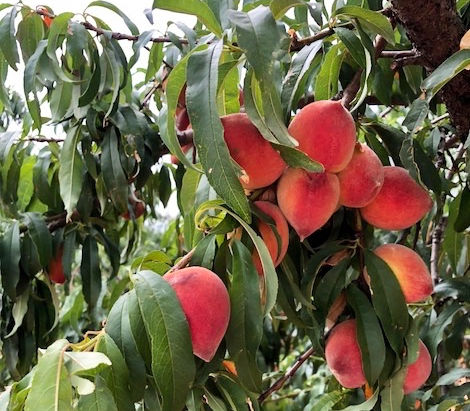 When Life Hands You Peaches...