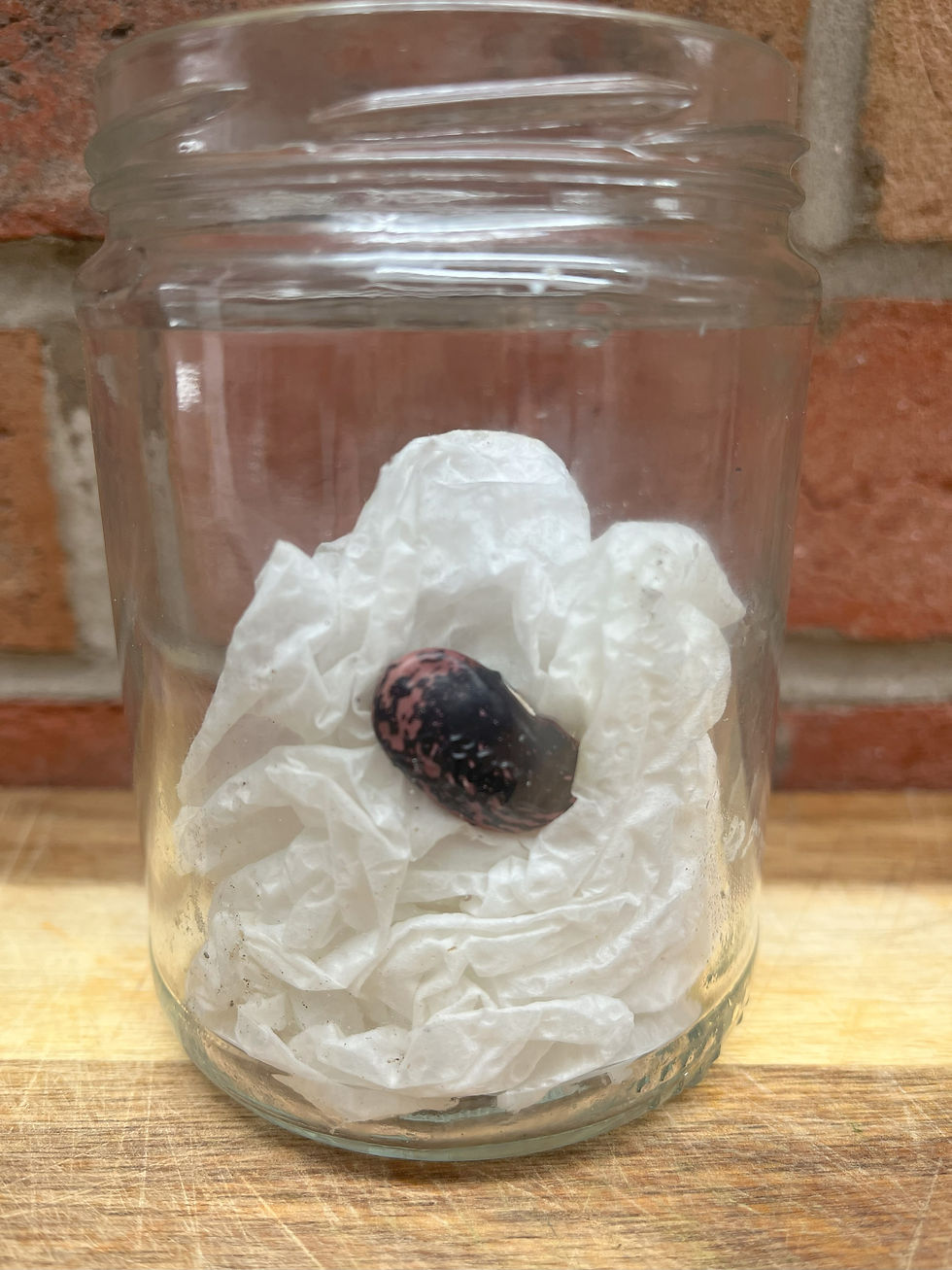 A bean is in a glass jar, with kitchen roll