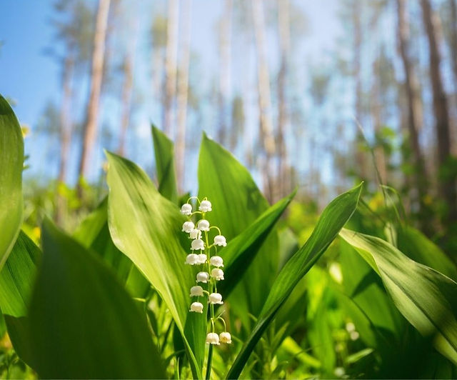Lily of the valley growing