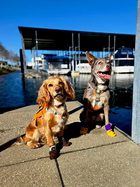 WD4C_Dogs.webp