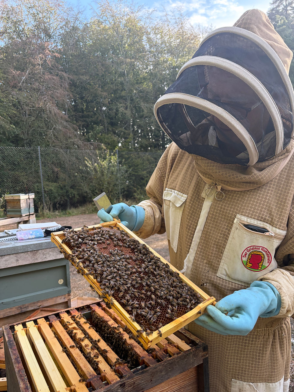 Eye-level view of a beekeeper tending to a hive in a Sussex garden