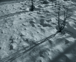 Captura de pantalla 2020-03-16 a la(s) 15.29.27