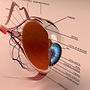 Anatomy Human Eye Cross Section 3D Model - Kezan's Portfolio.jpg
