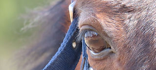 horsepicture