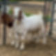 frozen goat meat supplier