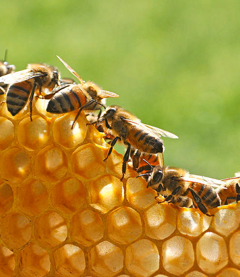 Bees building for their future, like superannuation