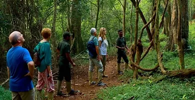 Green walk in Periyar forest