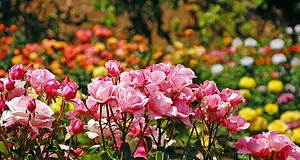 Floriculture centre, Munnar