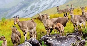 Eravikulam Nationa Park/Rajamala Munnar