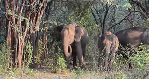 Chinnar wildlife sanctuary