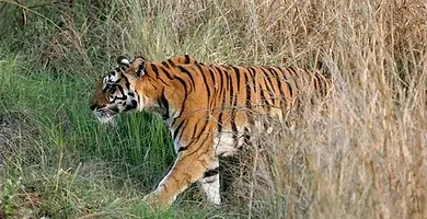 Tiger Trail avtivity program in Periyar forest